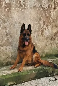 Chien Berger Allemand adulte