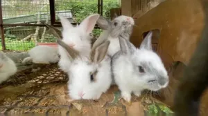 Lapins et laperaux n tmurth