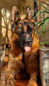 Male Berger Allemand pedigree