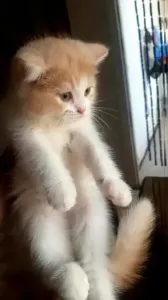 قطط شيرازي