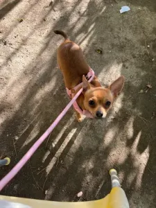 Chihuhua
