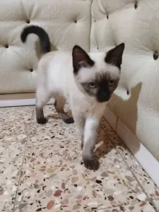 قط سيامو