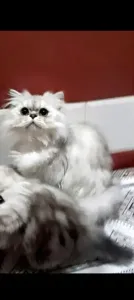 Chat persians