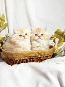Chat persan