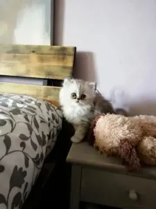 Des chat persians 03 moi Disponib