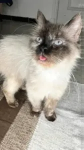 Deux adorable femelle person