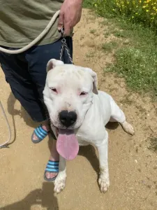 Dogue argentin lof avec pedigree