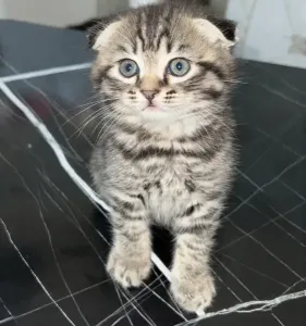 Magnifique chaton mâle scottish