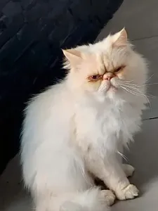 Chat persan