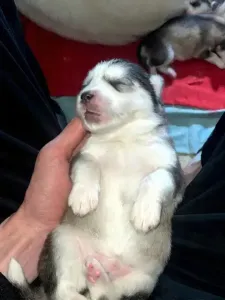 Chiots Huscky