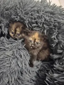 Chat de race