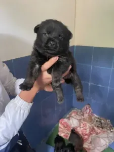 Chiots Chowchow bon prix