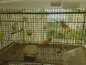 Canaris sateni