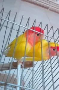 Couple inséparable
