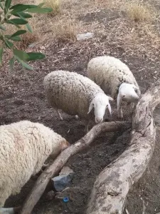 بيع كباش العيد بالجملة