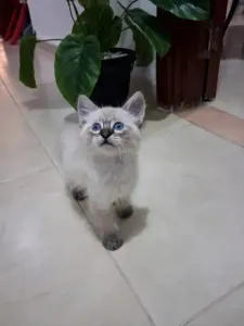 Magnifique Chaton Femelle Siamois