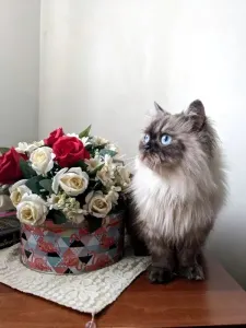 persian himalayenne pure race