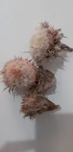 أعشاب طبية (ونباتات غذائية)