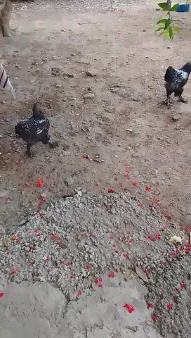 دجاج للبيع 