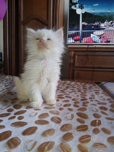 chat persan femelle 40 jours
