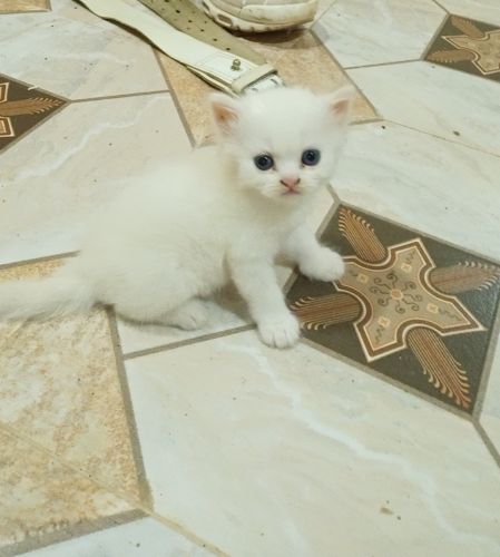 persan chinchilla X Scottish fold