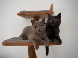 Chat British Shorthair Et Scotish