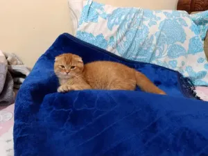 Vente Chat Scotish Fold