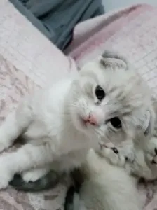 Scottish Fold Croisé Silver