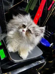 CHATON PERSAN