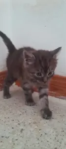 Chat
