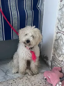 Bichon Maltais