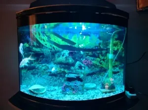 Aquarium