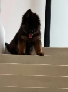 Berger Allemand Pedigree