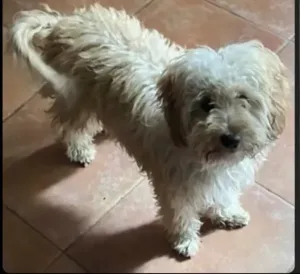 Caniche Bichon