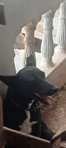 Malinois