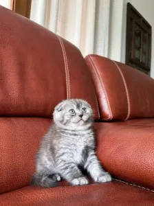 Scottish Fold