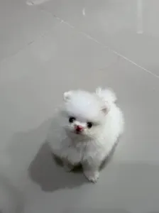 Magnifiques Chiots Spitz Nain Pom