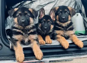 Chiots Berger Allemand