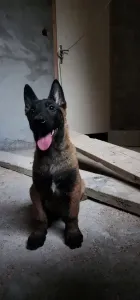 Femelle Malinois Charbonné