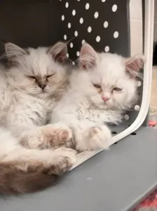 Chat Persan Couple