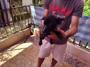 MALINOIS PURE