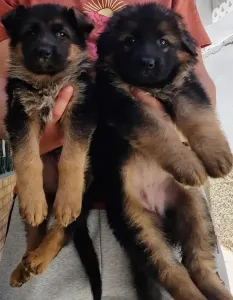 Chiots Femelles Berger Allemand