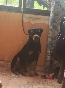Rottweiler
