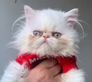 Un Joli Chat Persan Himalaya Pure