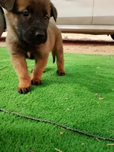 MALINOIS