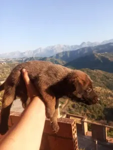 Malinois