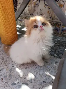 Chat Persan