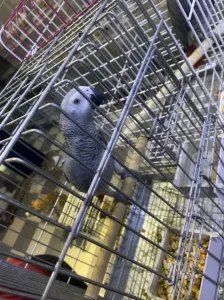 Perroquet gabonais gris