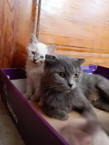 Chaton persan moon face ragdoll