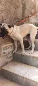 Roki